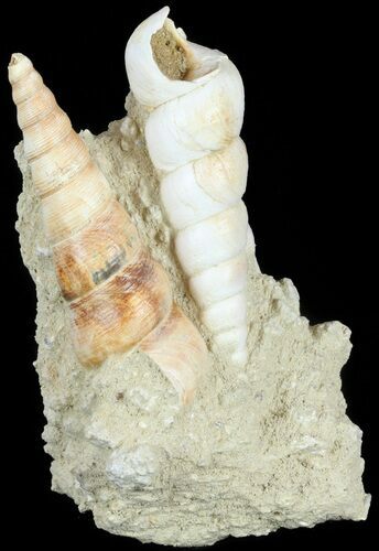Fossil Gastropod (Haustator) Cluster - Damery, France #62508